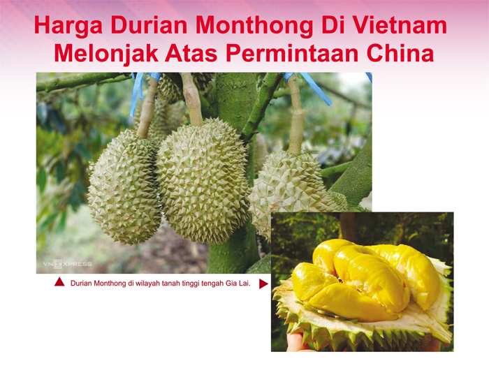 Read more about the article Harga Durian Monthong Di Vietnam Melonjak Atas Permintaan China