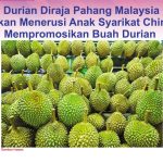 Durian Diraja Pahang Malaysia Akan Menerusi Anak Syarikat China Mempromosikan Buah Durian