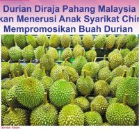 Durian Diraja Pahang Malaysia Akan Menerusi Anak Syarikat China Mempromosikan Buah Durian