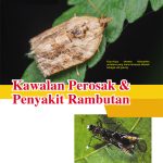 Kawalan Perosak & Penyakit Rambutan