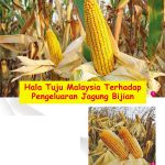 Hala Tuju Malaysia Terhadap Pengeluaran Jagung Bijian