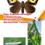 Kupu-Kupu Berterbangan Di Kebun Pisang Melahirkan Larva Merencatkan Tanaman