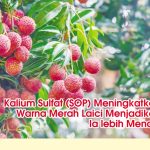 Kalium Sulfat (SOP) Meningkatkan Warna Merah Laici Menjadikan la lebih Menaik