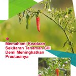 Memahami Keadaan Sekitaran Tanaman Cili Demi Meningkatkan Prestasinya