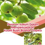Peranan Kalium Dalam Memperkasakan Kualiti Buah-Buahan Tropika