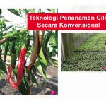 Teknologi Penanaman Cili Secara Konvensional