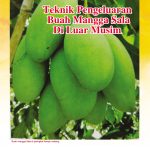 Teknik Pengeluaran Buah Mangga Sala Di Luar Musim