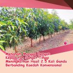 Menanam Mangga Dengan Kepadatan Sangat Tinggi Meningkatkan Hasil 2.5 Kali Ganda Berbanding Kaedah Konvensional