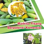 Markisa Pisang Berpotensi Komersial