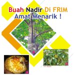 Buah Nadir Di FRIM Amat Menarik!