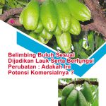 Belimbing Buluh Sesuai Dijadikan Lauk Serta Berfungsi Perubatan : Adakah Ini Potensi Komersialnya?