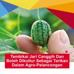 Tembikai Jari Canggih Dan Boleh Dikultur Sebagai Tarikan Dalam Agro-Pelancongan