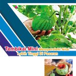 Tembikai Mini Memperolehi Nilai Lebih Tinggi Di Pasaran