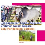Penggemukan Lembu Kacukan Brahman Dalam Negara – Satu Pendekatan Berbaloi