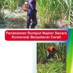 Penanaman Rumput Napier Secara Komersial Berpotensi Cerah