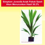 Simptom Juvenile Anak Pokok Sawit Akan Menurunkan Hasil 36.2%