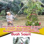 Hasil Kajian : 90.4% Pembeli Cantas Di bawah Skim Diskaun Cantas Menggunakannya Untuk Memotong Buah Sawit