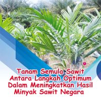 Tanam Semula Sawit Antara Langkah Optimum Dalam Meningkatkan Hasil Minyak Sawit Negara