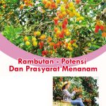 Rambutan – Potensi Dan Prasyarat Menanam