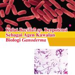 Kulat Bacillus sp. Berpotensi Sebagai Agen Kawalan Biologi Ganoderma