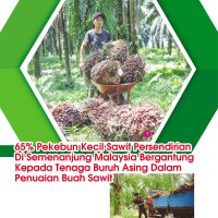 65% Pekebun Kecil Sawit Persendirian Di Semenanjung Malaysia Bergantung Kepada Tenaga Buruh Asing Dalam Penuaian Buah Sawit