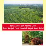 Benua Afrika Dan Amerika Latin Bakal Menjadi Pusat Pembekal Minyak Sawit Global