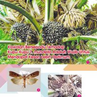Kawalan Bersepadu Terhadap Kupu-Kupu T. mundella Adalah Wajib Untuk Mendapat Kesan Lebih Optimum