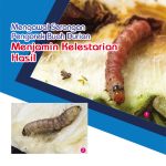 Mengawal Serangan Pengorek Buah Durian Menjamin Kelestarian Hasil