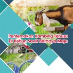 Penternakan Kambing Tenusu Di Kebun Sawit Berdaya Maju