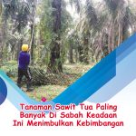 Tanaman Sawit Tua Paling Banyak Di Sabah Keadaan Ini Menimbulkan Kebimbangan