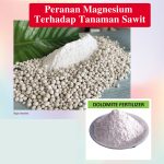 Peranan Magnesium Terhadap Tanaman Sawit