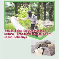 Tindak Balas Kalsium Kurang Ketara Terhadap Tanaman Sawit, Inilah Sebabnya…