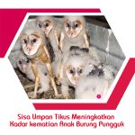 Sisa Umpan Tikus Meningkatkan Kadar kematian Anak Burung Pungguk