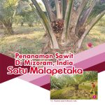 Penanaman Sawit Di Mizoram, India Satu Malapetaka