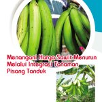 Menangani Harga Sawit Menurun Melalui Integrasi Tanaman Pisang Tanduk