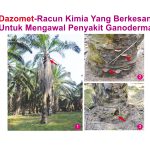 Dazomet-Racun Kimia Yang Berkesan Untuk Mengawal Penyakit Ganoderma