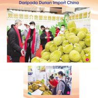Durian Vietnam Menyumbang Hampir 32% Daripada Durian Import China
