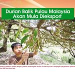 Durian Balik Pulau Malaysia Akan Mula Dieksport