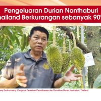 Pengeluaran Durian Nonthaburi Thailand Berkurangan sebanyak 90%!