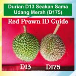 Durian D13 Seakan Sama Udang Merah (D175)