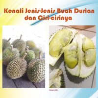 Kenali Jenis-Jenis Buah Durian dan Ciri-cirinya
