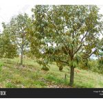 Jarak Tanaman Durian Yang Optimum Di Kawasan BukitÂ