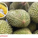 Perbandingan Citarasa Durian Baka Ri 6 Vietnam, Musang King Malaysia, Puyat Filipina Dan Monthong Thailand