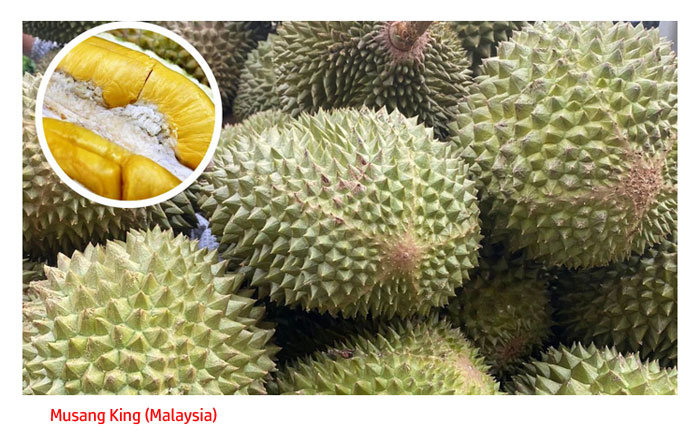 Read more about the article Perbandingan Citarasa Durian Baka Ri 6 Vietnam, Musang King Malaysia, Puyat Filipina Dan Monthong Thailand