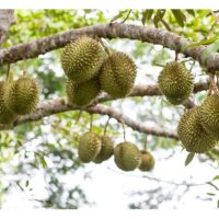 Bolehkah Pokok Durian Berbuah Dengan Baik Dengan Sekadar Menggunakan Baja Organik Sahaja ?