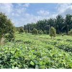 Betulkah Kebun Durian Yang Ditanami Tumbuhan Kekacang Mendatangkan Hasil Lebih Lumayan ?
