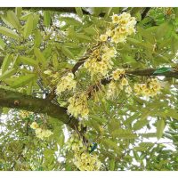 Adakah Wajib Untuk Membaja Pokok Durian Matang Dengan Potash of Sulpate ?