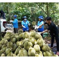 China mengimport 50% lagi durian dari Vietnam