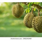 Jenis Mikrob Apa Yang Bermanfaat Terhadap Tanaman Durian ?