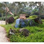 Kenapa Durian Yang Ditanami Di Bukit Berbatu Amnya Lebih Sedap ?